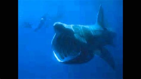 biggest megalodon in the world|megalodon caught in 1938.